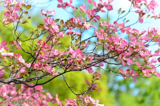 hoa mùa xuân nhật bản hanamizuki