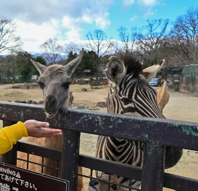 Nasu Safari